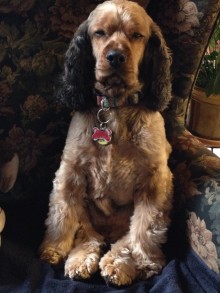 Canine Massage: Toby